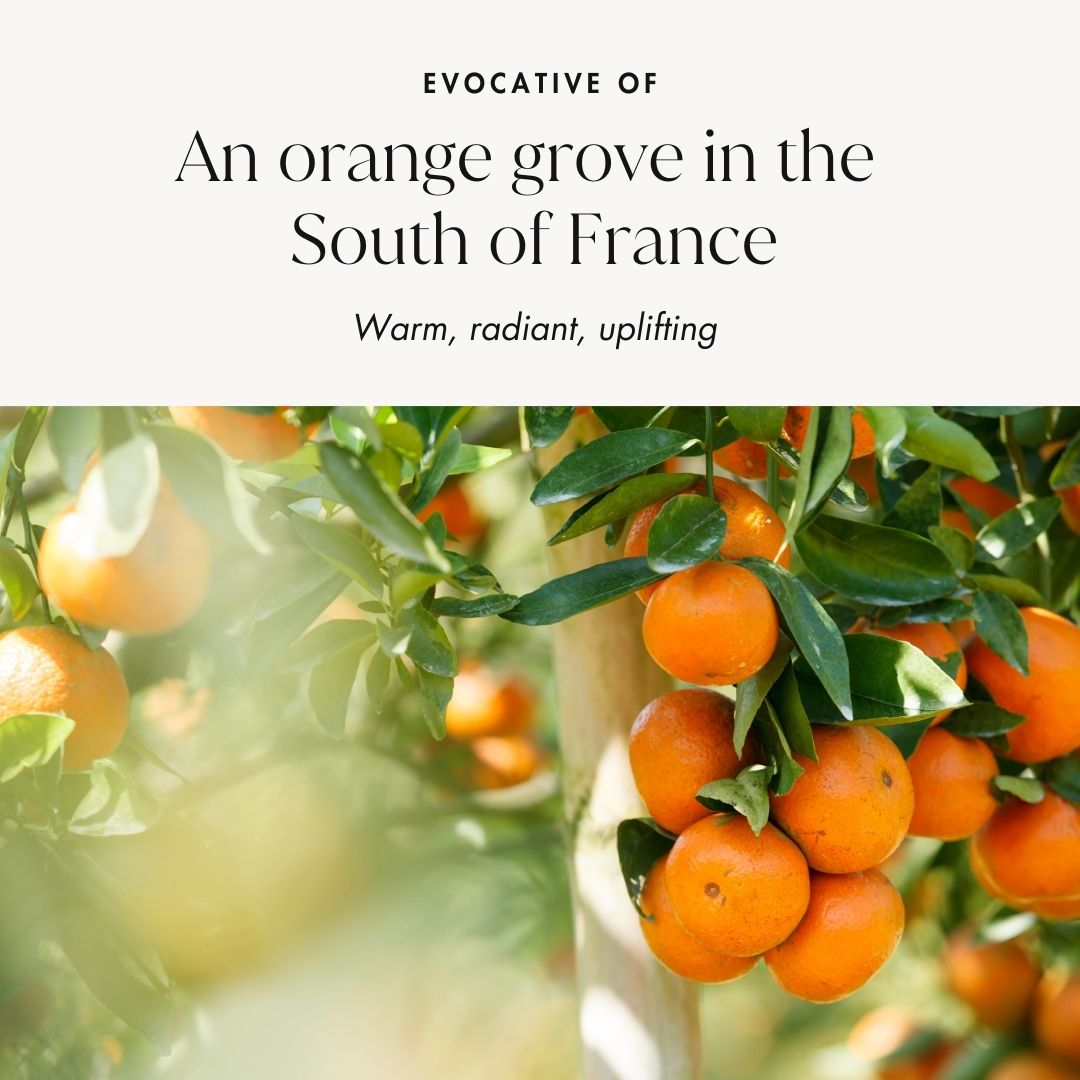 Inspired by Sunlit Orange Groves in the South of France