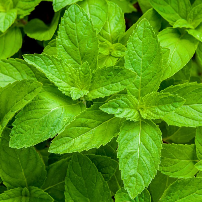 in peppermint help stimulate blood to turn stimulates hair regrowth promote healthy scalp
